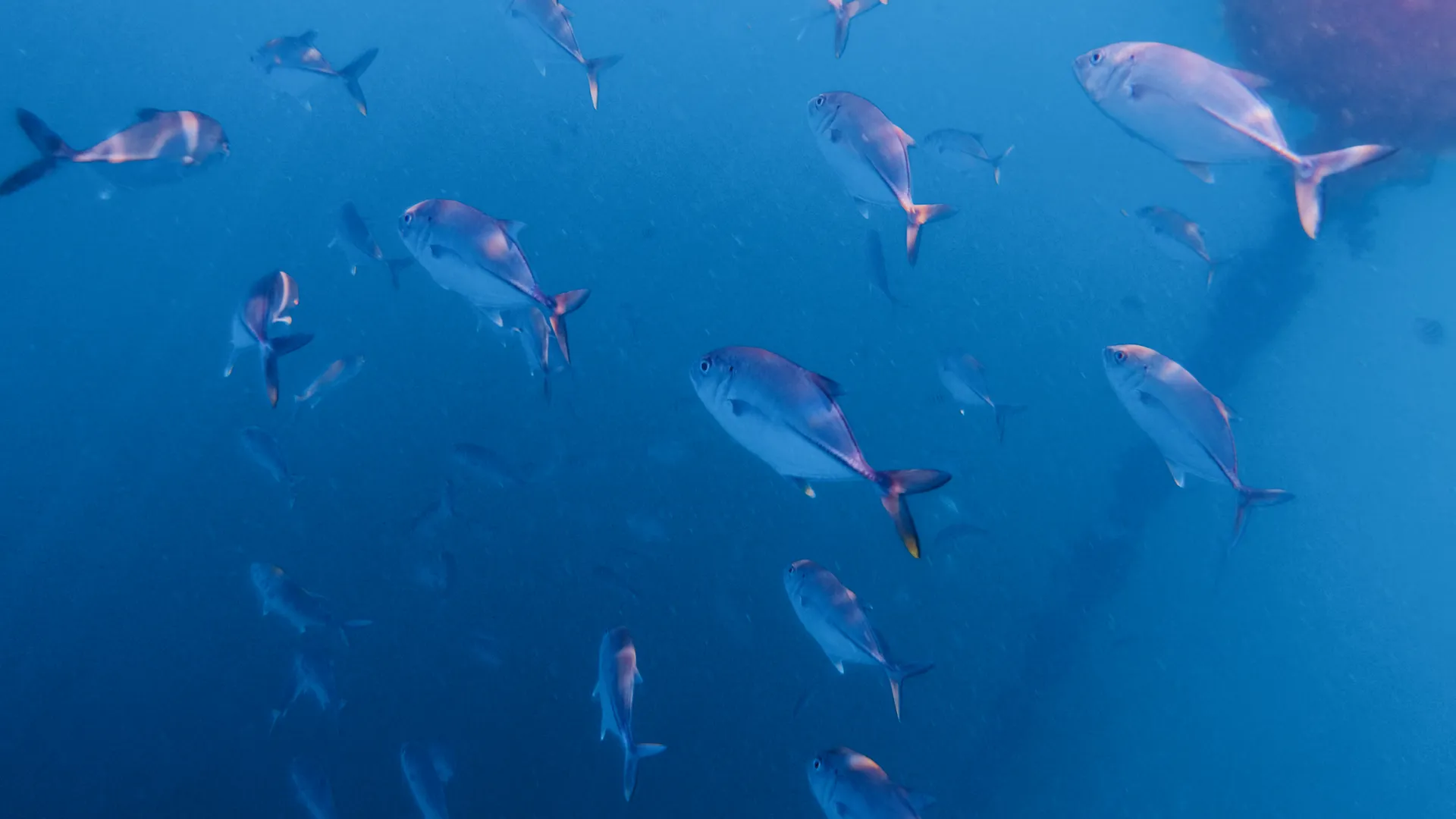 Đà Nẵng Freediving 2026