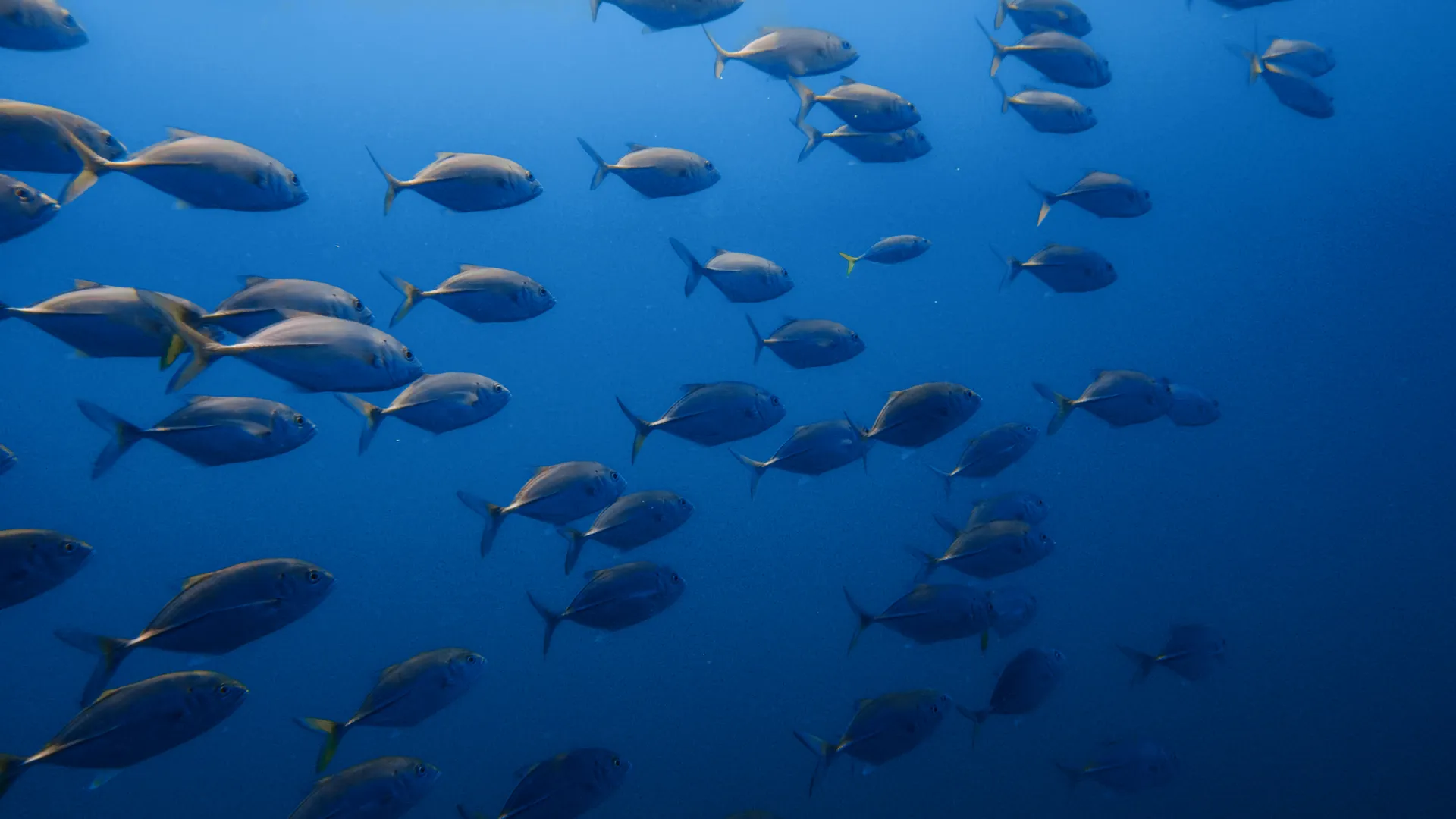 Đà Nẵng Freediving 2026