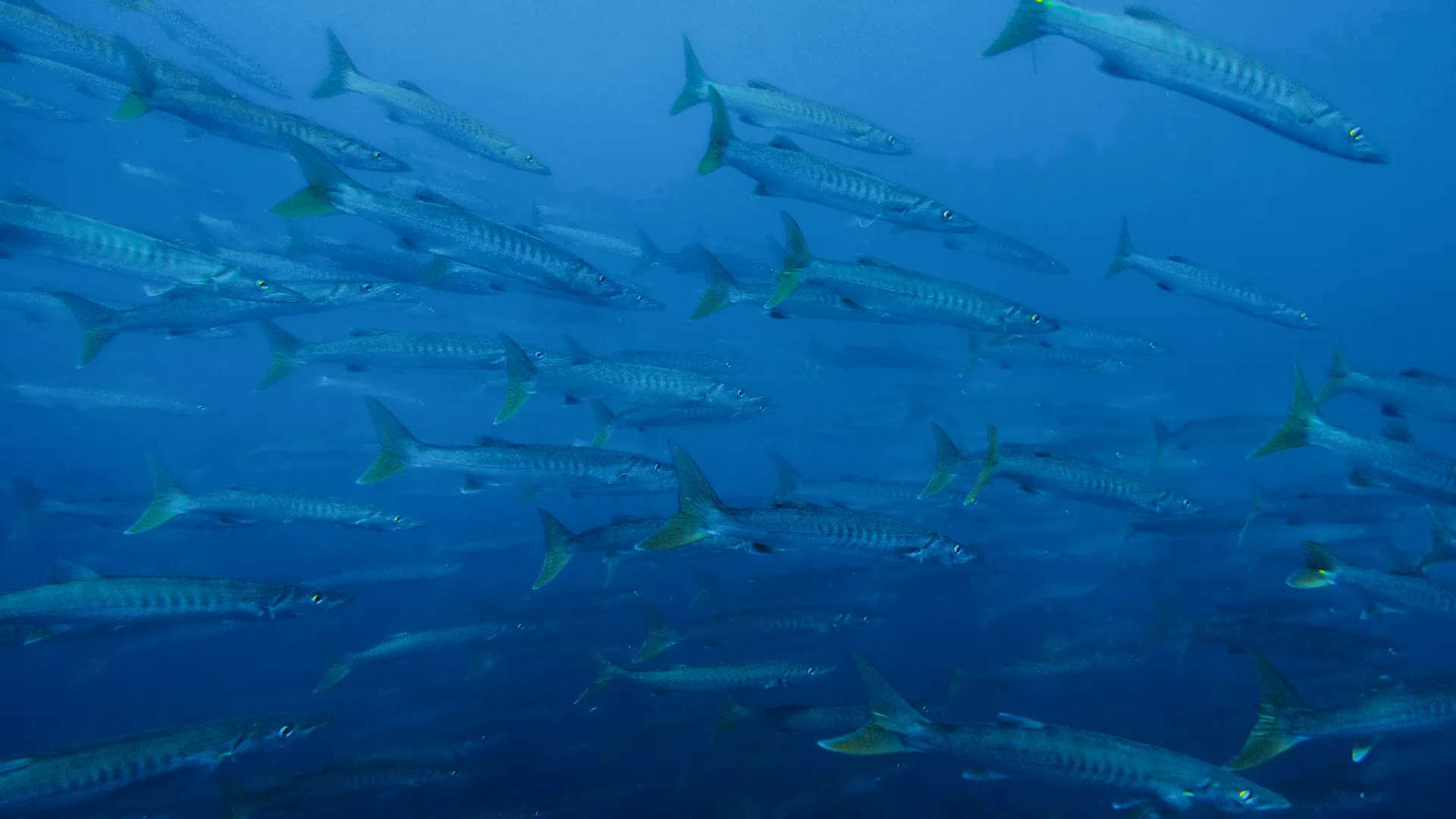 Đà Nẵng Freediving 2026