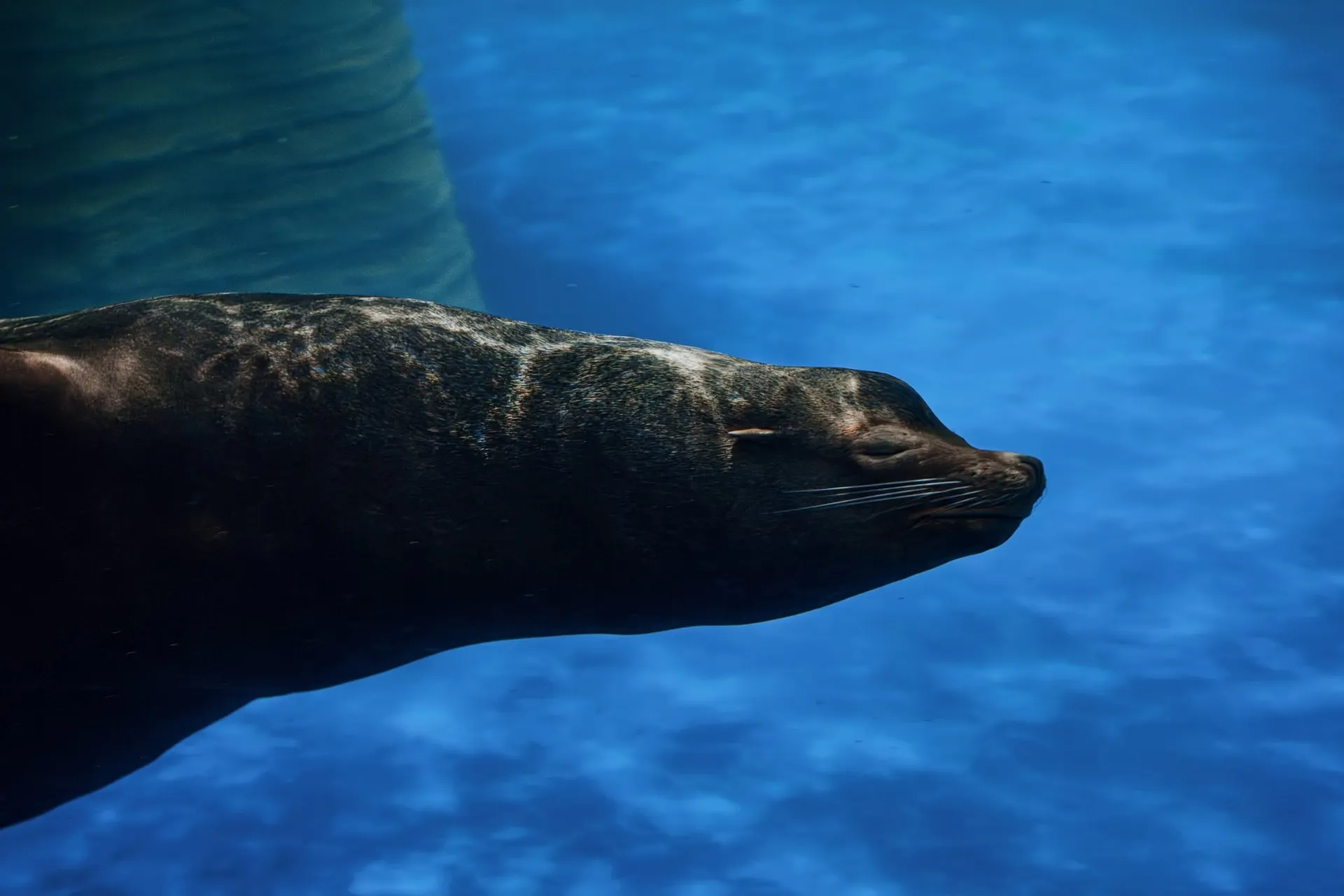 sea lion