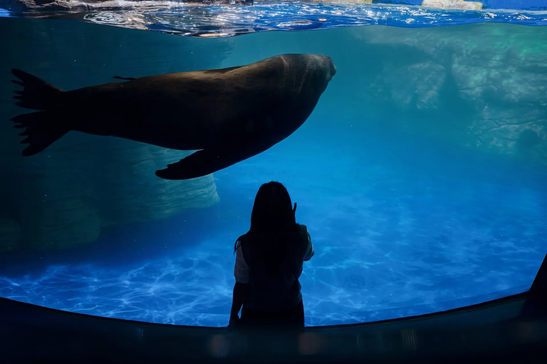 sea lion