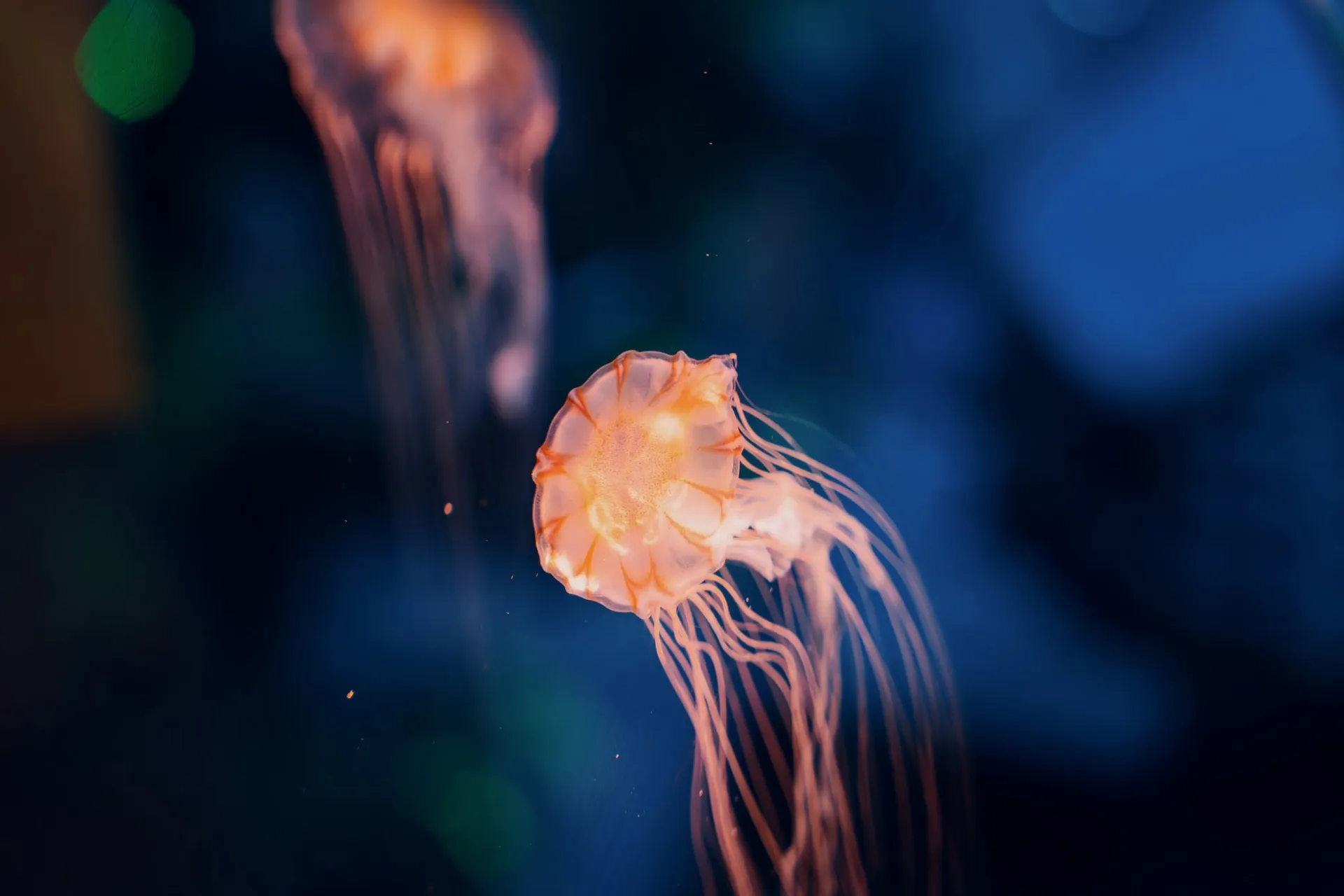 jellyfish